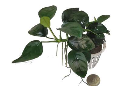 Anubia Bateri