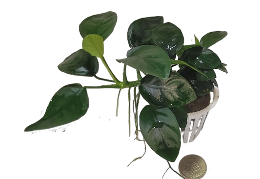 Anubia Bateri