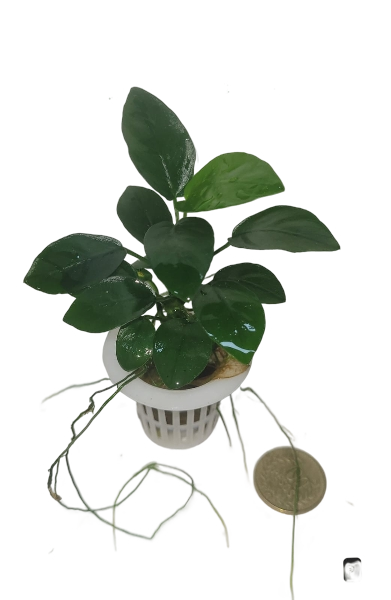 Anubia Bateri
