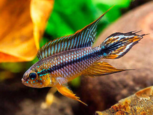 Apistogramma agassizii