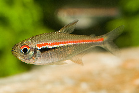 Tetra Aleman