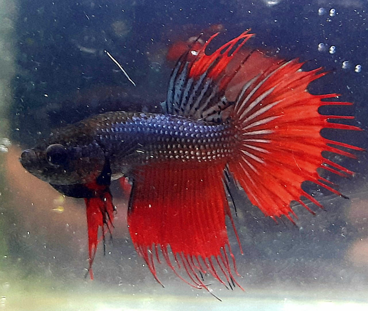 BETTAS DE LINEA 8