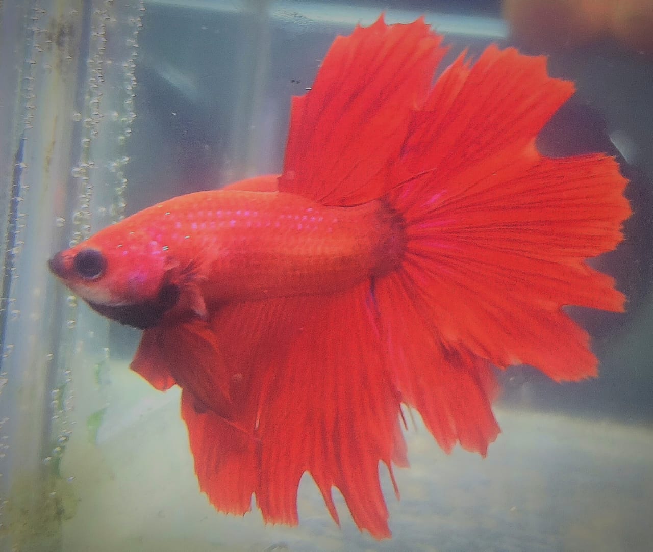 BETTAS DE LINEA 2 – Discus Roa Fish