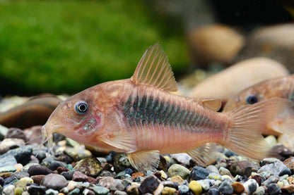 Corydora aeneus