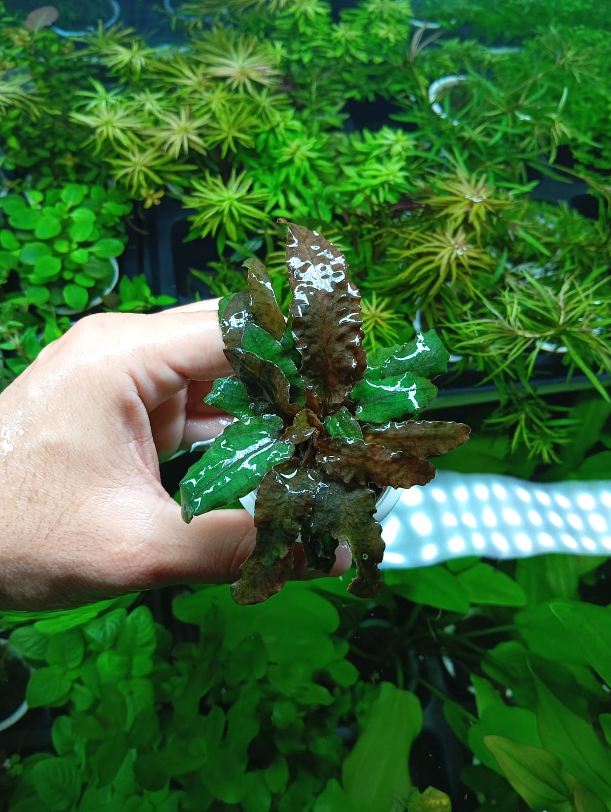 Cryptocoryne BECKETII