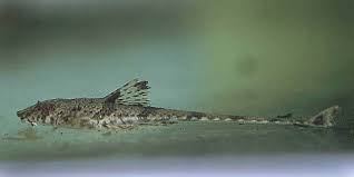 Loricaria Leticia