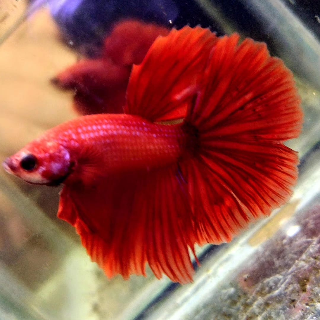 BETTAS DE LINEA – Discus Roa Fish