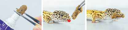 Alimento Premium Hikari LeopaGel para Geckos Leopardo y Reptiles Insectívoros - Discus Roa Fish