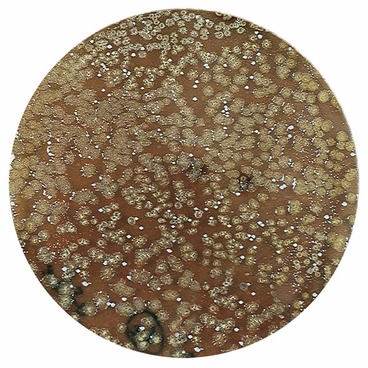 AZOO Ultra Bioguard | Bacterias Premium para Acuario Alta Concentración y Acción Rápida