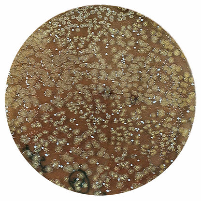 AZOO Ultra Bioguard | Bacterias Premium para Acuario Alta Concentración y Acción Rápida