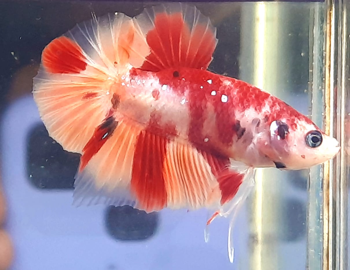 BETTAS DE LINEA – Discus Roa Fish