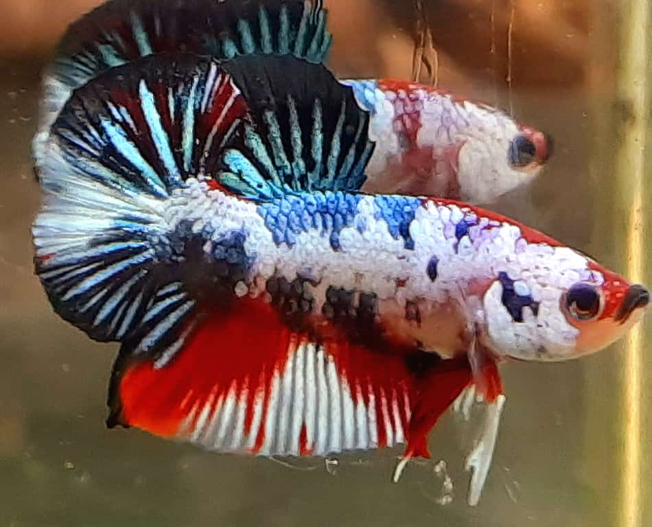 BETTAS DE LINEA – Discus Roa Fish