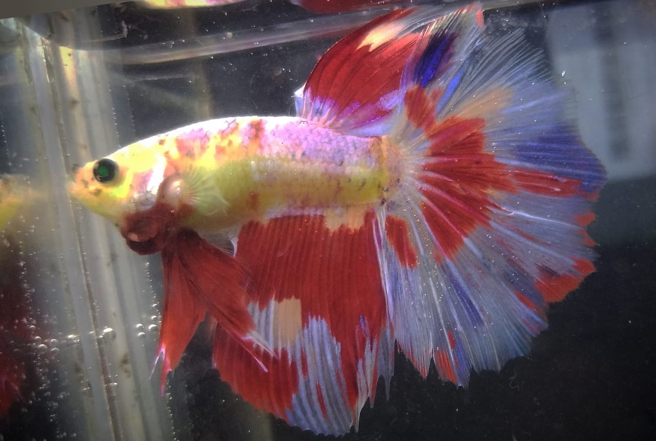BETTAS DE LINEA 5 – Discus Roa Fish