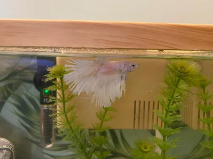 BETTAFIX 50 ML - Discus Roa Fish