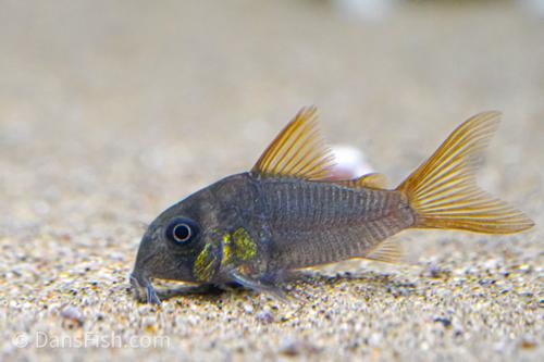 Corydora concolor - Discus Roa Fish