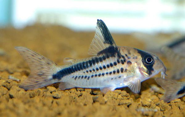 Corydora loxozono - Discus Roa Fish