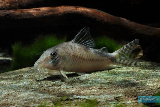 Corydora olga - Discus Roa Fish