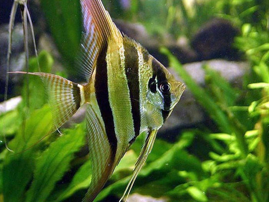Escalar Altum - Discus Roa Fish
