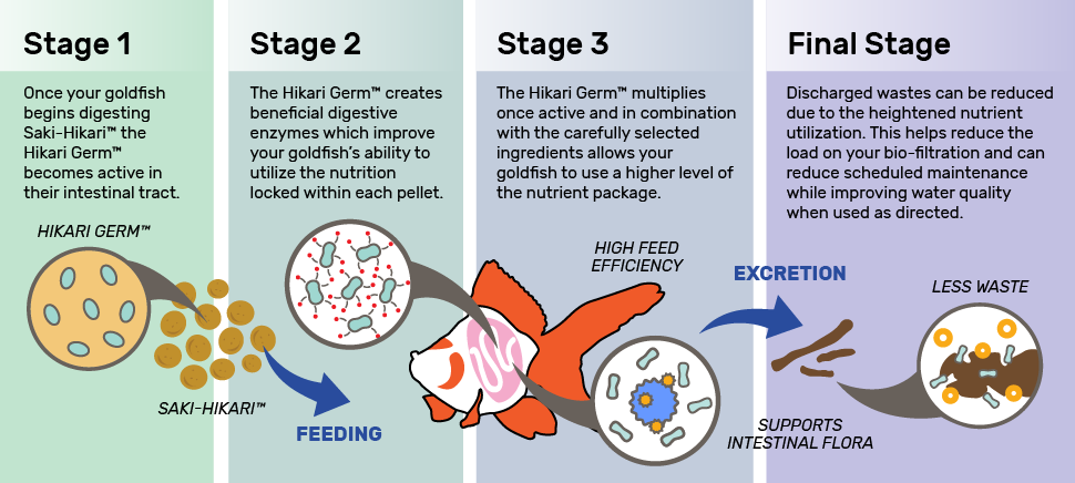 Saki-Hikari® Fancy Goldfish