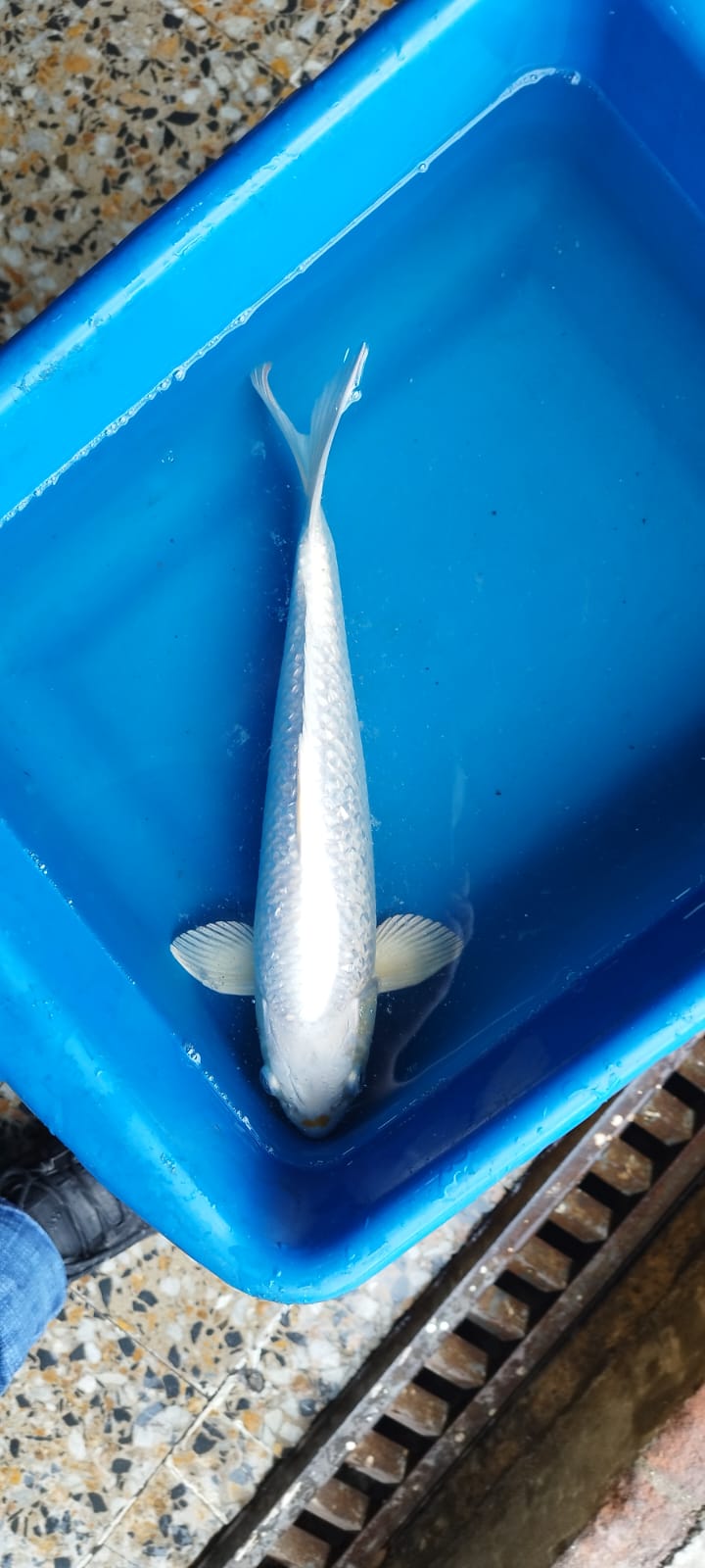 KOI - Discus Roa Fish