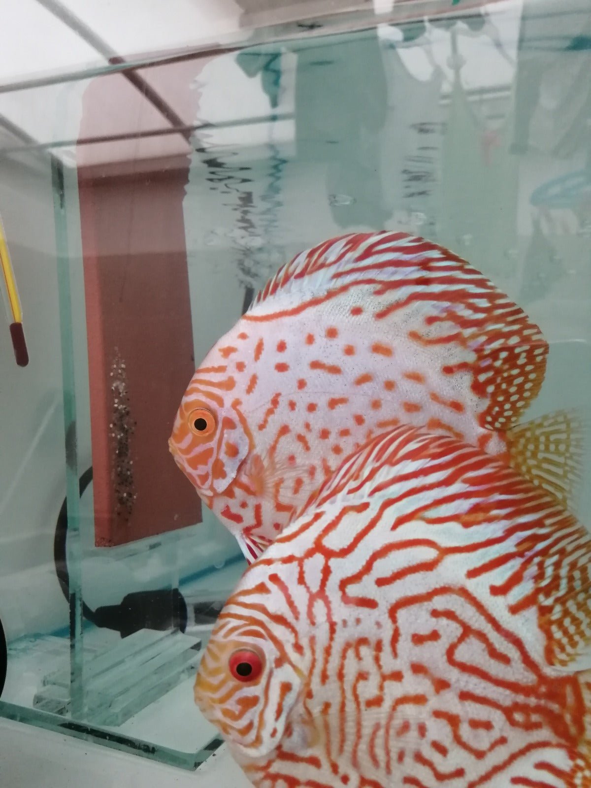 Pez Disco Pigeon - Discus Roa Fish