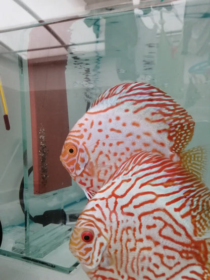 Pez Disco Pigeon - Discus Roa Fish