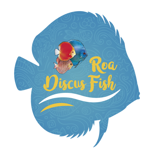Discus Roa Fish