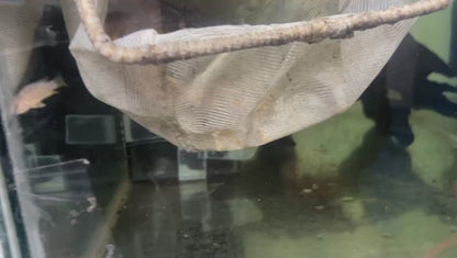 Apistogramma agassizii