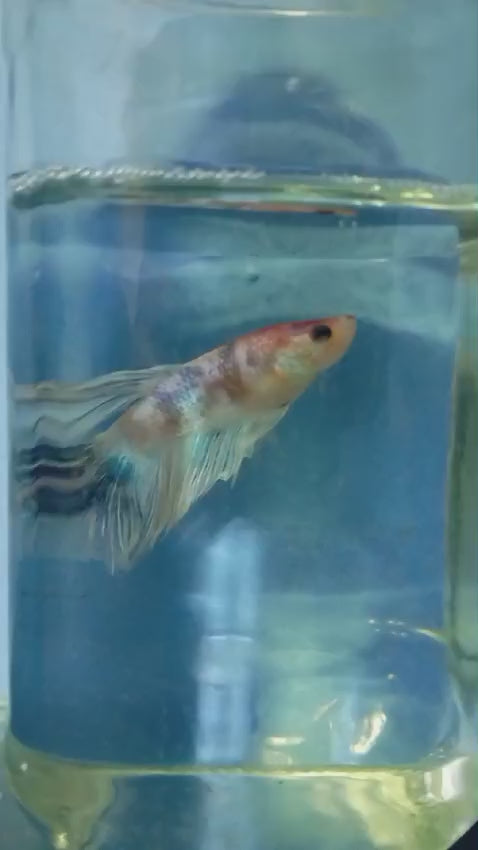 BETTAS DE LINEA 6 – Discus Roa Fish