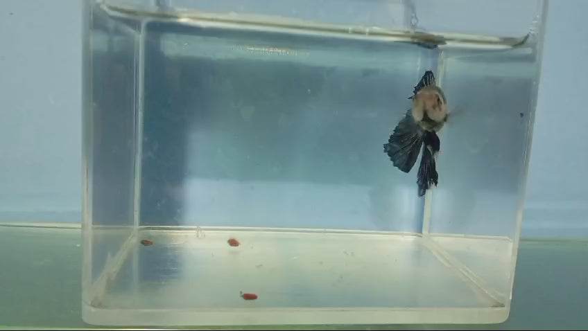 BETTAS DE LINEA 2 – Discus Roa Fish