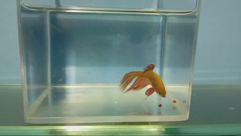 BETTAS DE LINEA 10 – Discus Roa Fish