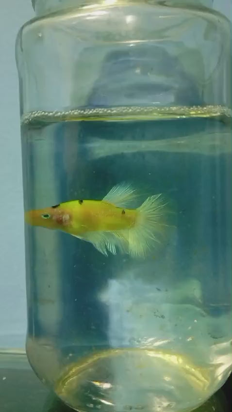 BETTAS DE LINEA 4 – Discus Roa Fish