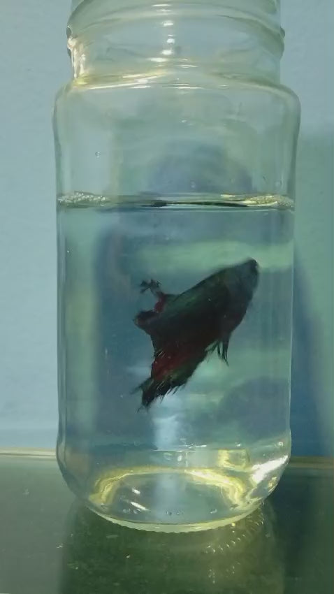 BETTAS DE LINEA 5 – Discus Roa Fish