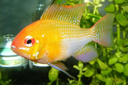 Ramirezi Golden - Dorado - Discus Roa Fish