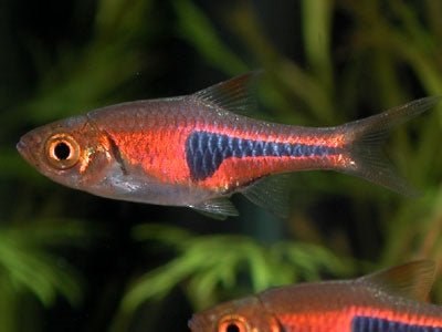 Rasbora Espey - Discus Roa Fish