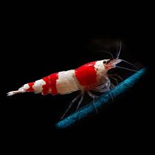 RED BEE SHRIMP 45g - Discus Roa Fish