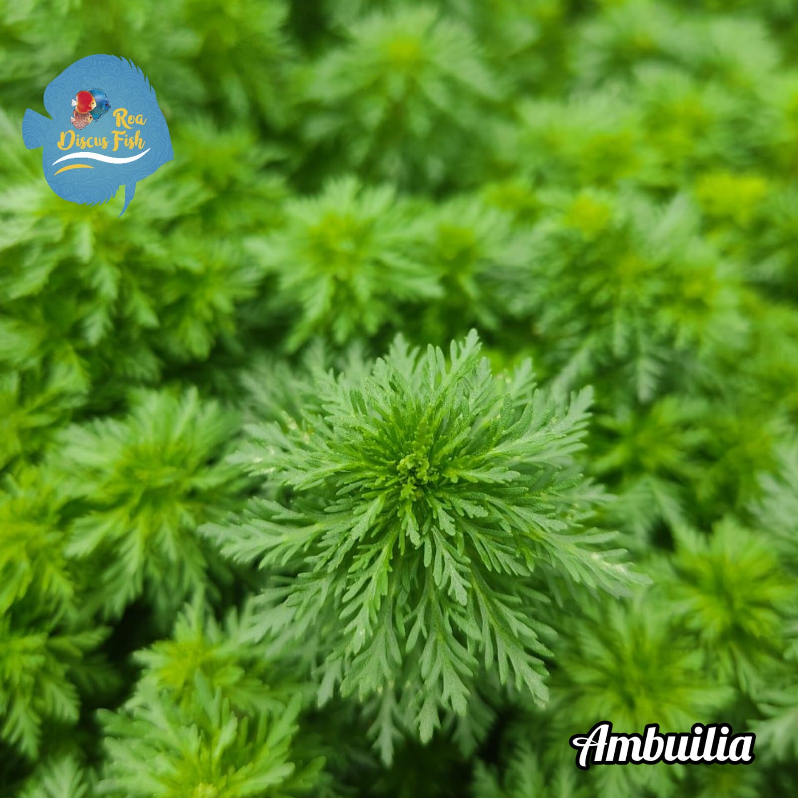 Ambulia Limnophila sessiliflora - Discus Roa Fish