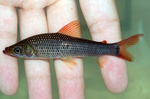 Anastomo - Discus Roa Fish