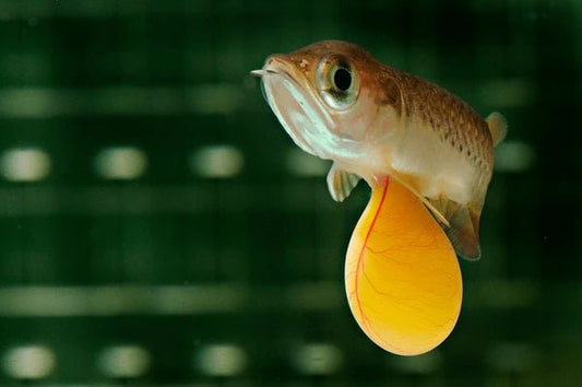Arawana plateada 8cm - Discus Roa Fish