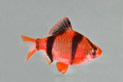 Barbus - Discus Roa Fish