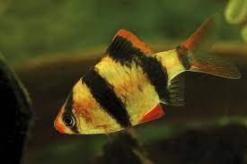 Barbus - Discus Roa Fish