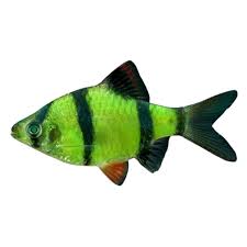 Barbus - Discus Roa Fish