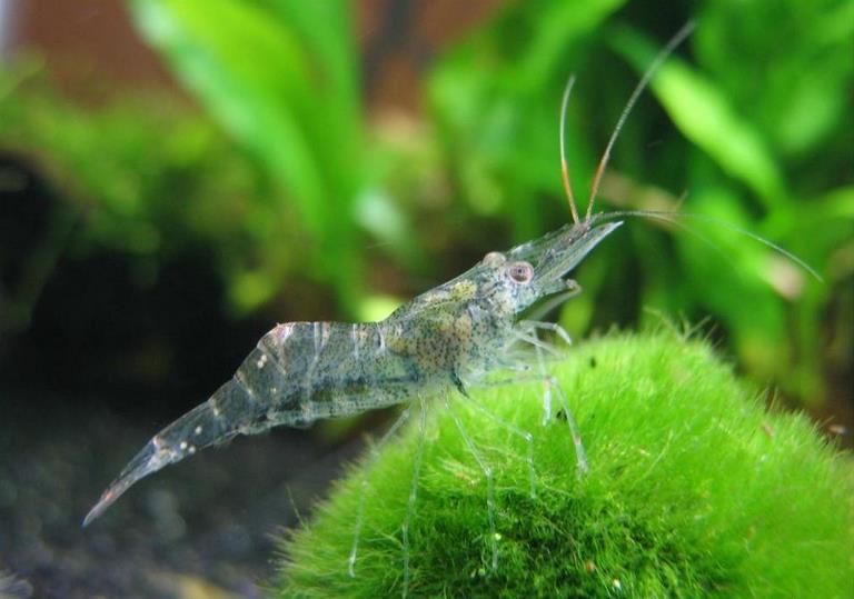 Camarón Fantasma - Discus Roa Fish