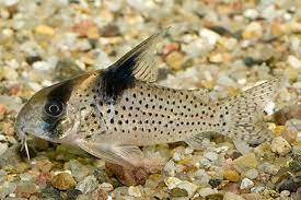 Corydora melanistus - Discus Roa Fish