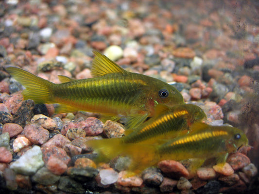 Corydora verde amarilla - Discus Roa Fish