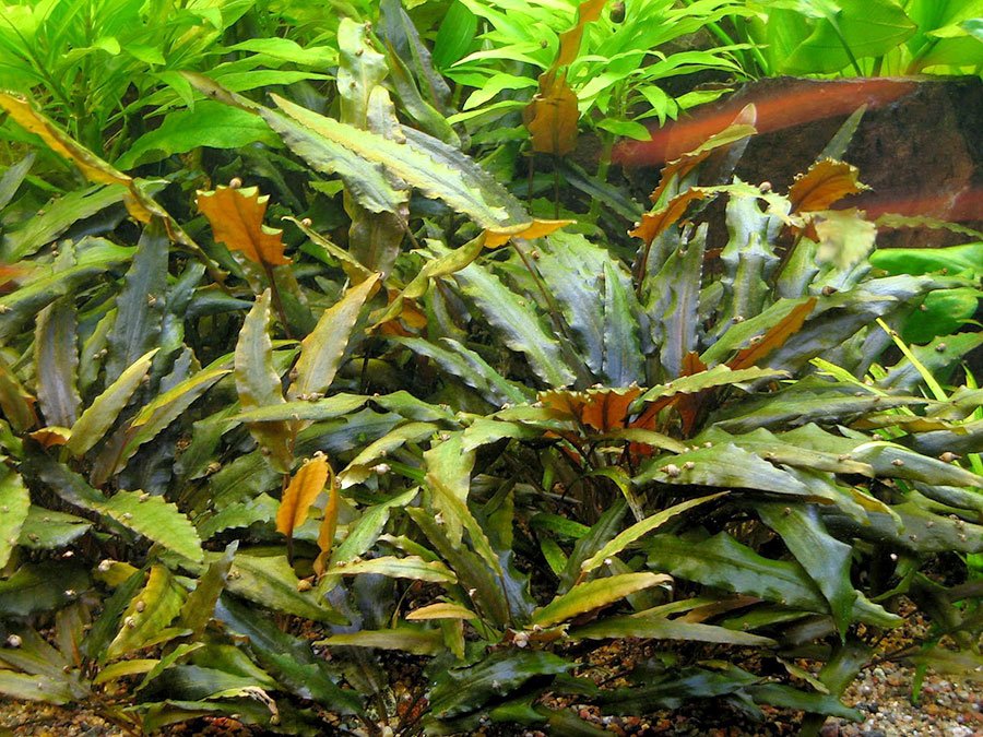 Cryptocoryne Wendtii Brown - Discus Roa Fish