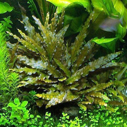 Cryptocoryne Wendtii Brown - Discus Roa Fish