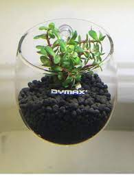Dymax Cultivanting Pot - Discus Roa Fish