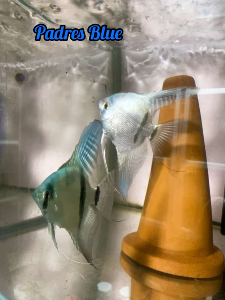 Escalar Blue - Discus Roa Fish