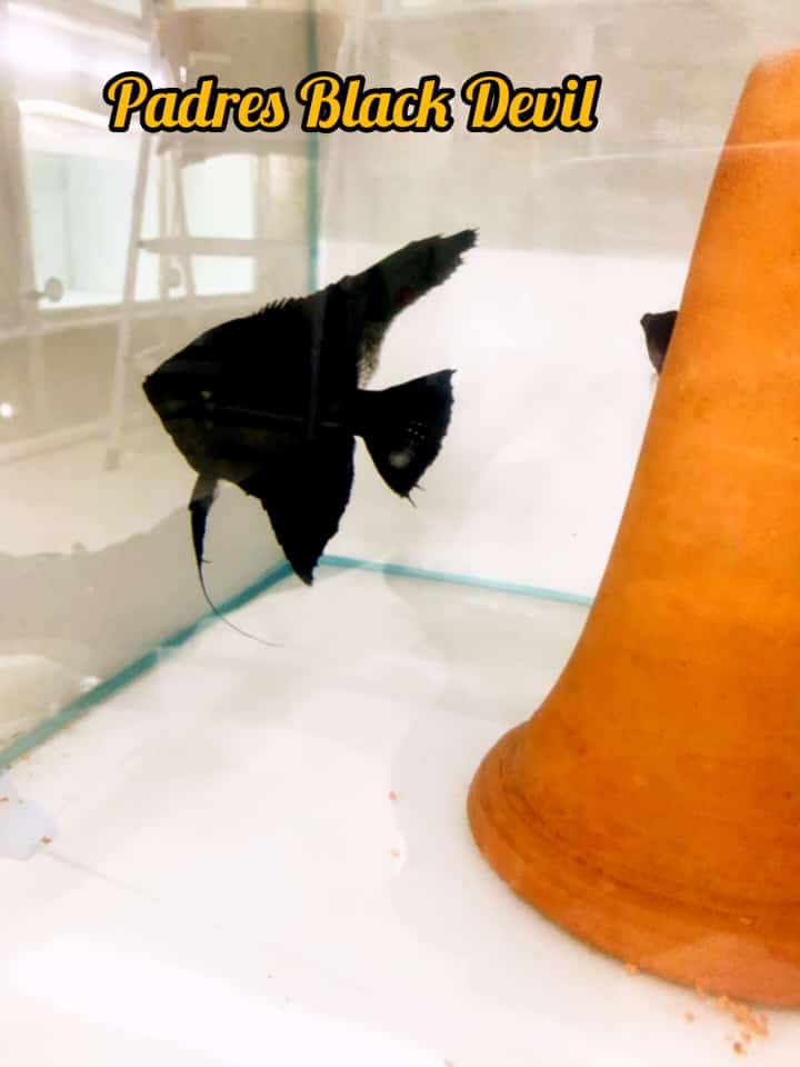 Escalar Full Black - Discus Roa Fish